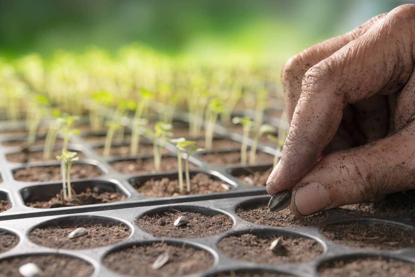 Planter des graines de jardinage - Graineterie Feunette