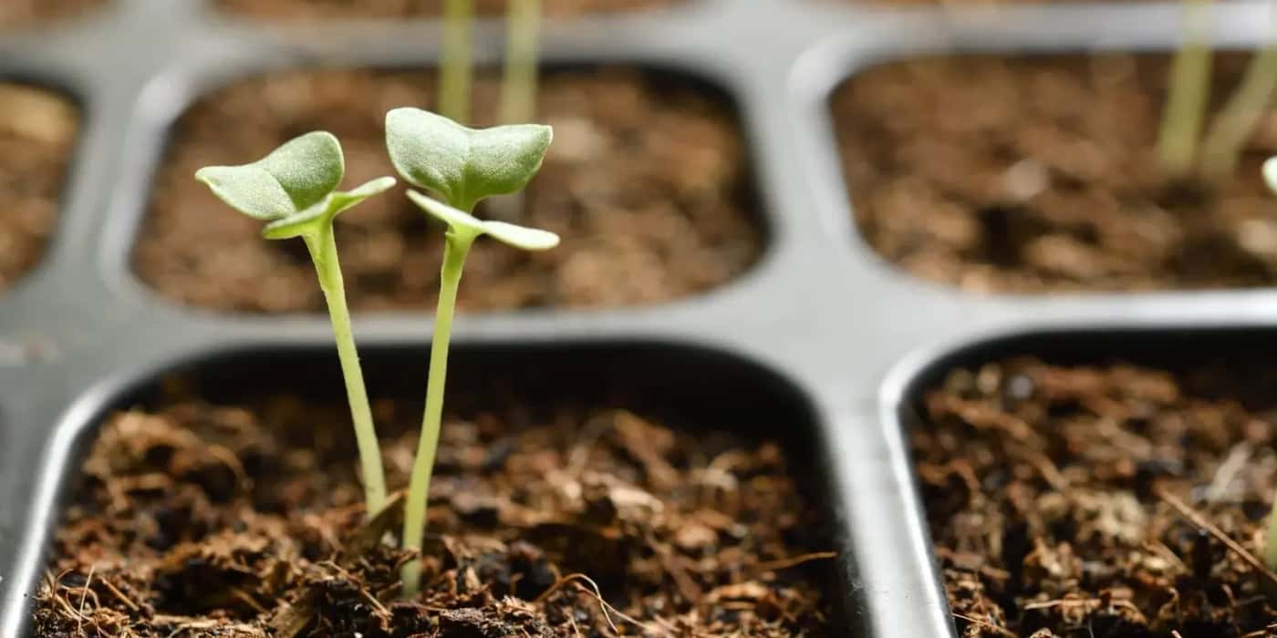 Semis et plantes à la Graineterie Feunette, Audincourt