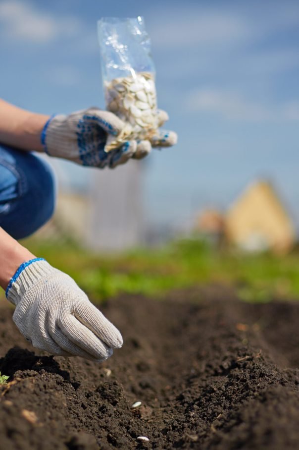 Image of female farmer sowing seed in the garden